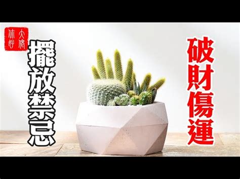 陽台放仙人掌|仙人掌後陽台擺放禁忌